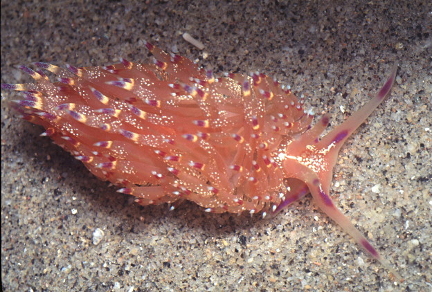 Flabellina cynara